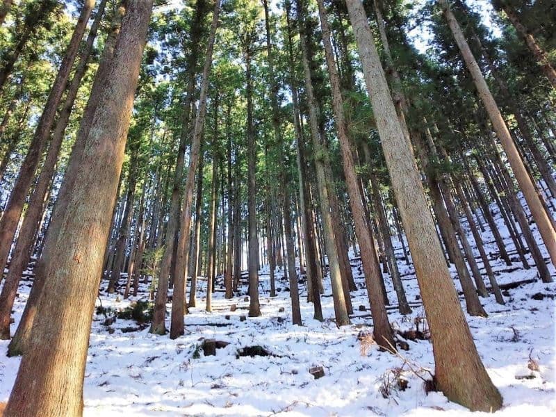 青梅の成木の冬の森
