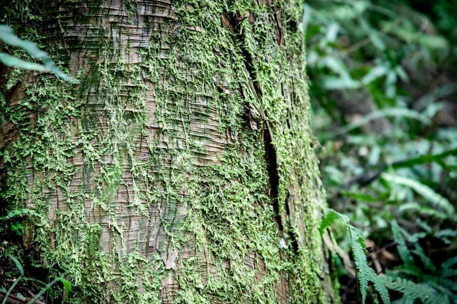 樹の肌